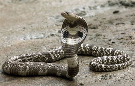 Cobra .